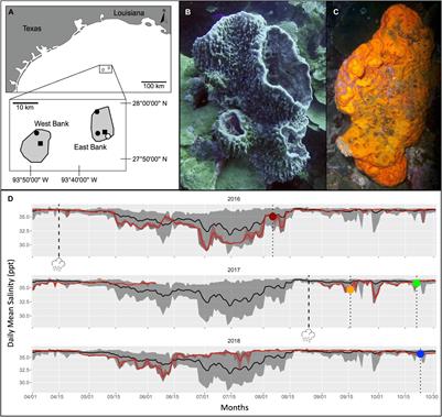 On a Reef Far, Far Away: Anthropogenic Impacts Following Extreme Storms Affect Sponge Health and Bacterial Communities